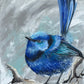 SOLD - Framed "A Splendid Chap", the male Native Splendid Fairy Wren