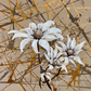 Australian Native Flannel Flowers on gold background. Acrylic on art paper. Size 21cm x 30cm