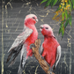 *SOLD* Available in any size Print: Chatty Galahs, acrylic on canvas. Size 51cm x 41 cm