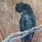 *SOLD* Female Red-Tailed Black Cockatoo with Earth Background, acrylic on canvas.