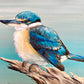 SOLD “The Sacred Kingfisher” Native to Australia