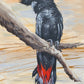 SOLD “The Male Red Tail Black Cockatoo”