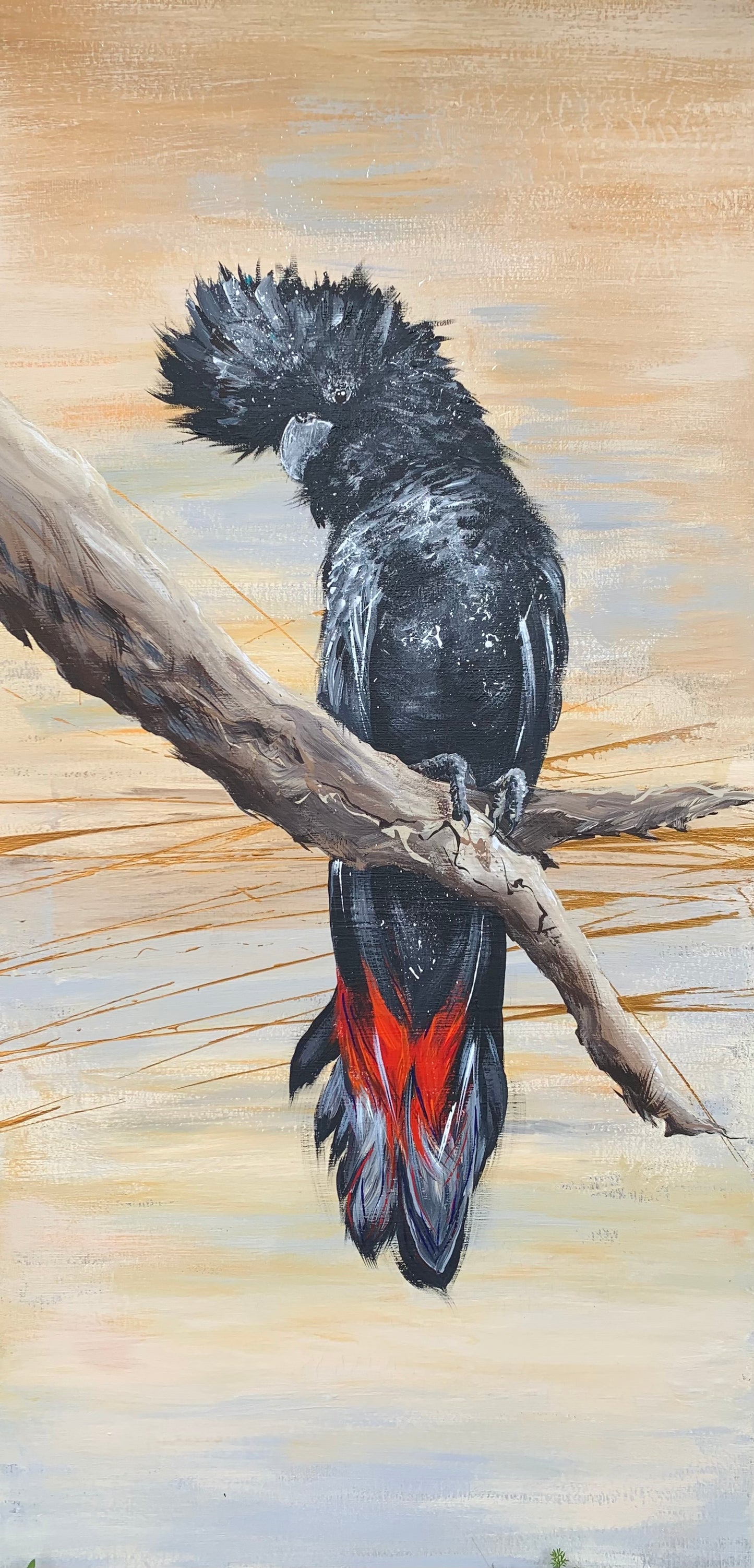 SOLD “The Male Red Tail Black Cockatoo”