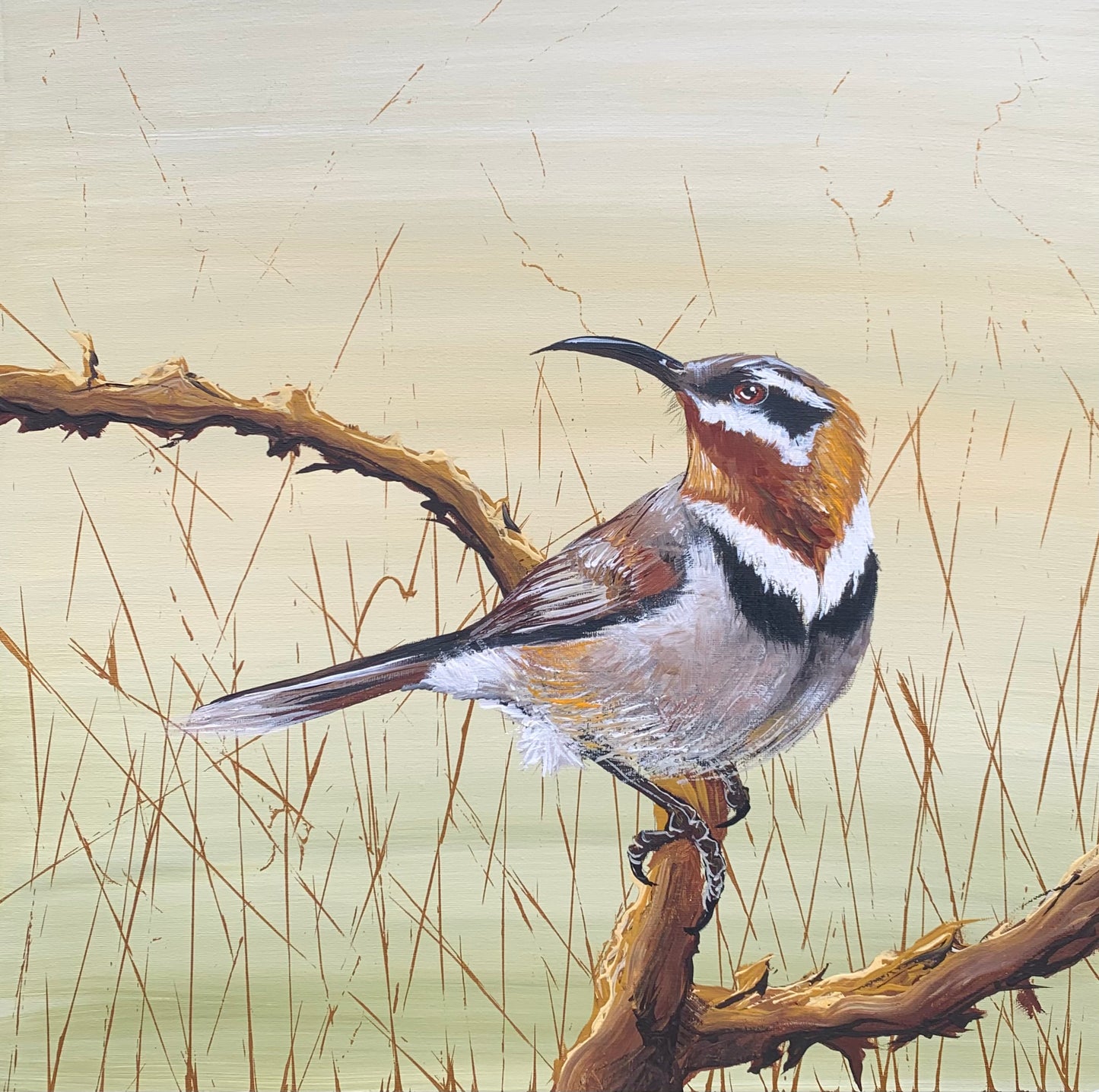 SOLD The Eastern Spinebill - Native Australian Honeyeater”