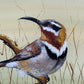 SOLD The Eastern Spinebill - Native Australian Honeyeater”