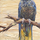 SOLD “The Female Yellow-Tailed Black Cockatoo”