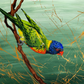 *SOLD* Australian native Lorikeet - acrylic on art paper. Size: 21.5cm x 30cm