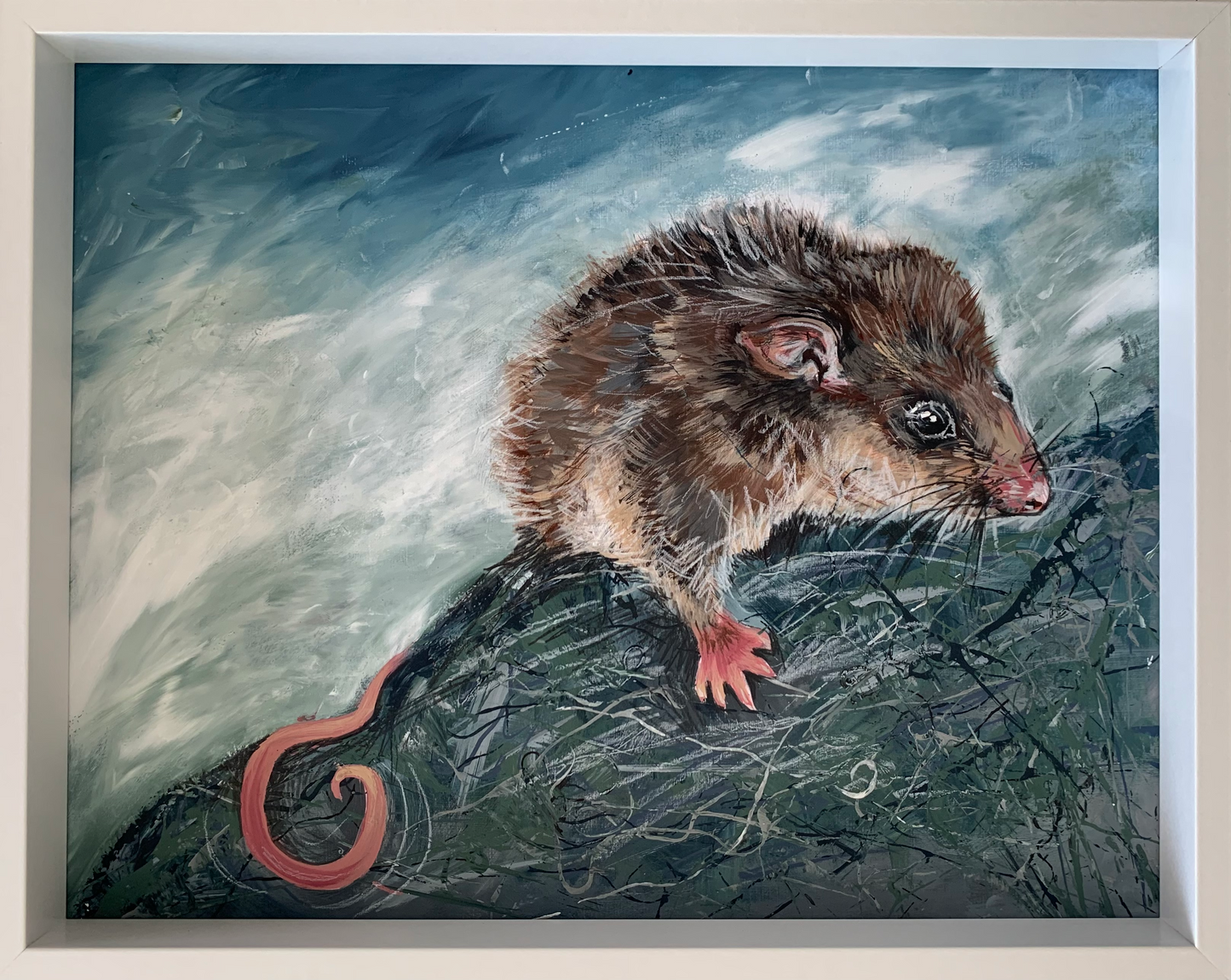 Mountain Pygmy-Possum - Endangered