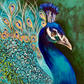 Peacock Pose, acrylic on art paper. Size: 30cm x 42cm