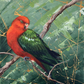 SOLD Red King Parrot, acrylic on canvas.