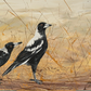 SOLD - Struttin' their Stuff, Panorama of Native Australian Magpies. Acrylic on canvas. Size 50cm x 120cm