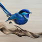 SOLD "The Male Splendid Fairy Wren" acrylic on canvas